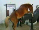馬のチ○ポ
