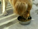 サスケのお食事