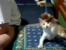 うちの猫のちっこい頃