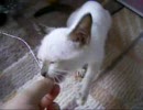 借りてきた子猫-12