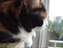 おしゃべりな猫の言葉 - 「ちがーう！」