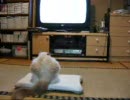 Wii Fit　始めると参加してくる猫