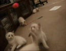 子猫ってどうしてこんなにかわいいの～？