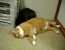 シュワッチっ！