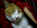 居眠りにゃんこ★冬