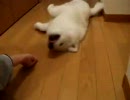 自重しない犬銃[太郎]