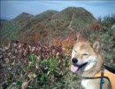 柴犬と登山　大源太山1.598m