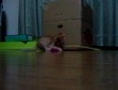 仔猫を拾ってきてしまった…！！　４