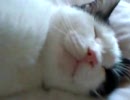 実家で飼ってる猫　２
