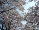 Janne Da Arc(ジャンヌダルク)「桜」を歌ってみた。