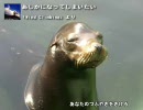 奥井亜紀 マイベストメドレー