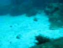 ダイビング　IOP　海洋公園
