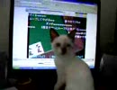 借りてきた子猫-16