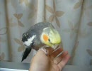 からみつきオカメインコ