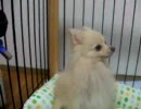 ころちゃん、ガマン！ポメ動画