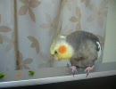 ベジたべるオカメインコ