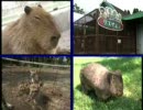 阿蘇カドリー・ドミニオン