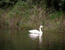 羽田沼の白鳥