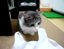 ビクッとする猫