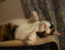 猫の手の魔法（秋）