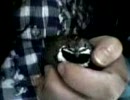 なでられ好き