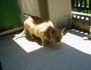 デジカメで撮った猫動画 1.0