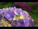 佐野元春 - レインガール