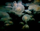 ミズクラゲ