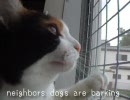 犬としゃべる猫