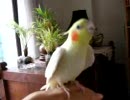 お歌が上手なオカメインコ