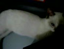 借りてきた子猫-21