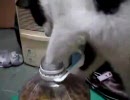 ピーナツを盗み喰いするぬこ