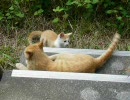 デジカメで撮った猫動画 4.0