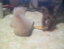 5匹の子猫たち（2）