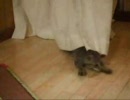 ズサーするぬこ