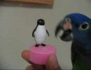 【じゃまする　２羽のインコ】　何が乗るか試してみた【青いほう】