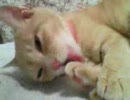 音子ちゃん動画シリーズ6