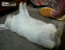 Sleeping Rabbit【ＬｉｖｅＬｅａｋ】より
