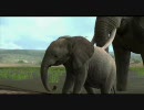 【実況？】PS3 AFRIKA【1人？】 14日目