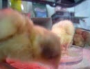 ヒメウズラ：生後３日目