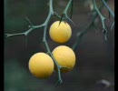 天野月子　枳（からたち）