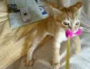 離すもんか、猫じゃらし！　３