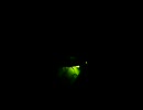 デジカメで撮ったホタル動画　「すっごい暗いよ」
