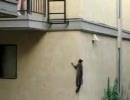 壁に登るぬこ