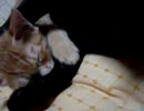 お兄ちゃんの肉球おいしい