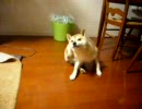 そんなにたくさんたべられないよ
