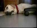 【老犬？】　　　　悪い夢を見てる犬　　　　【鈍感】