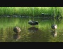 Avidemux 800x450.mp4