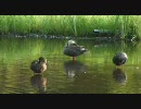 aviut_512x288_700kbps.flv