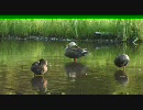 aviut_800x450_700kbps.flv
